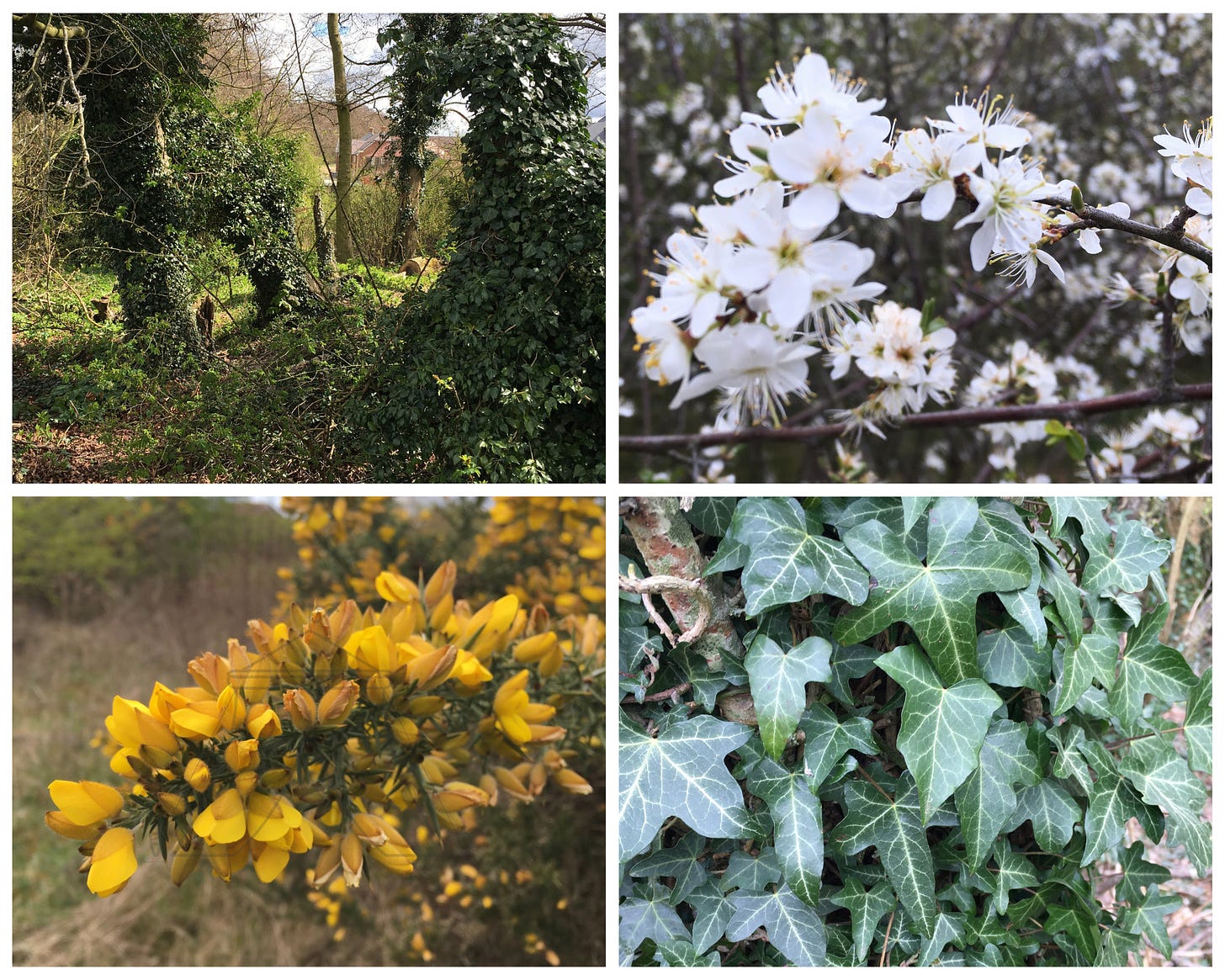 Collage of 4 photos showing, clockwise from top left, trees, Hawthorn flowers, Ivy, Gorse flowers.