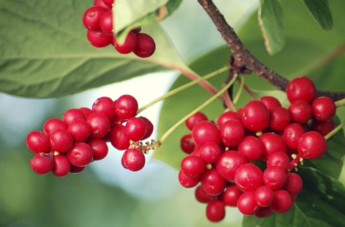 benefits of schizandra