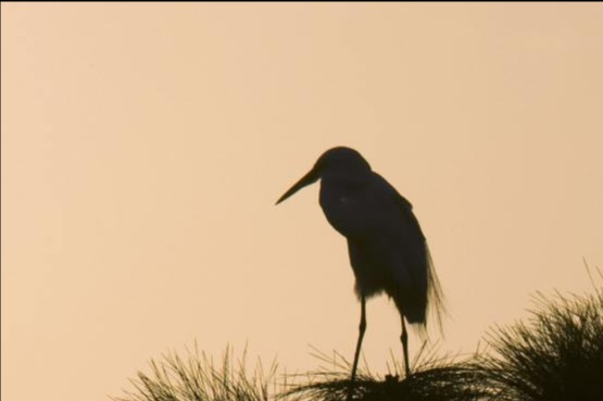 Image of silhouette of bird in grass.