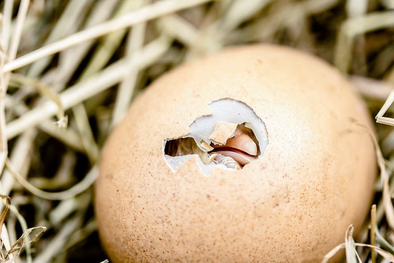 Hatching Chicks Egg Shell Break - Free photo on Pixabay