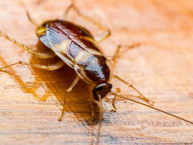 Zoo will let you name a roach after your ex for Valentine's Day | News Break