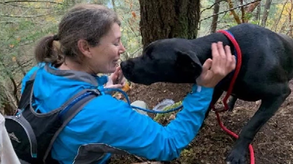 Luna the dog is pictured being rescued from the cliff after seven days. (Submitted)
