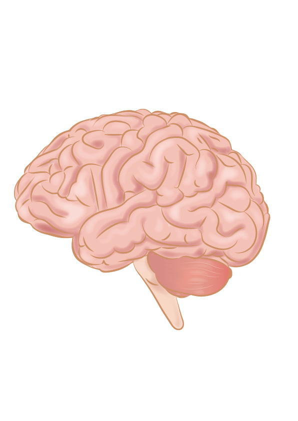 Image of human brain to illustrate post