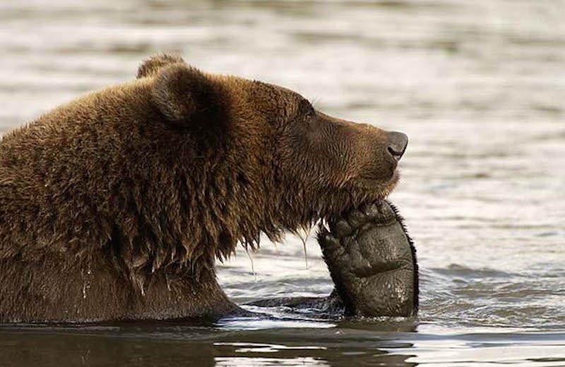 Bears Doing Human Things | Funny bears, Bear, Brown bear