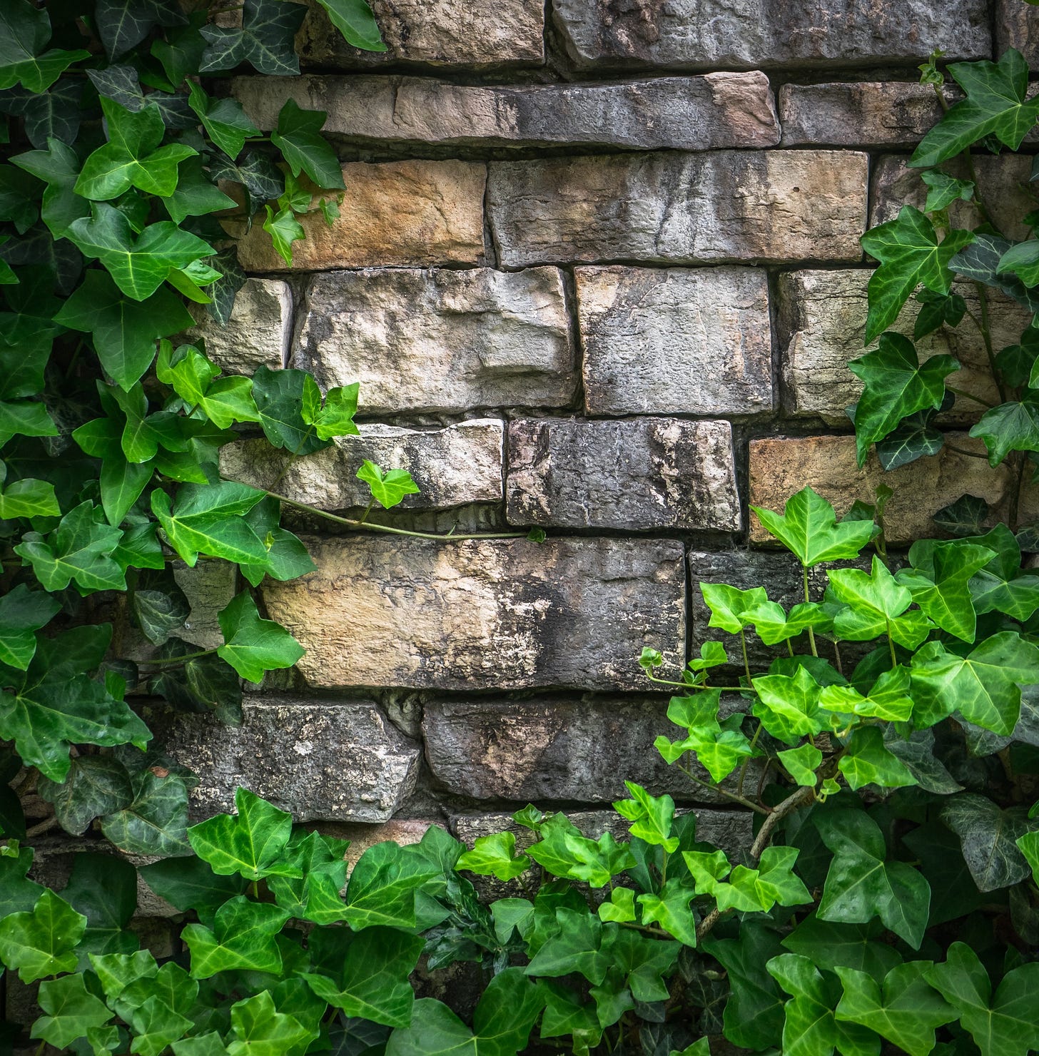 Ivy growing over a brick wall.