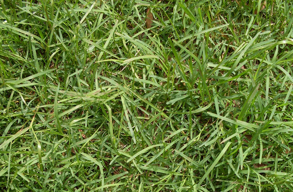 Buffalo grass