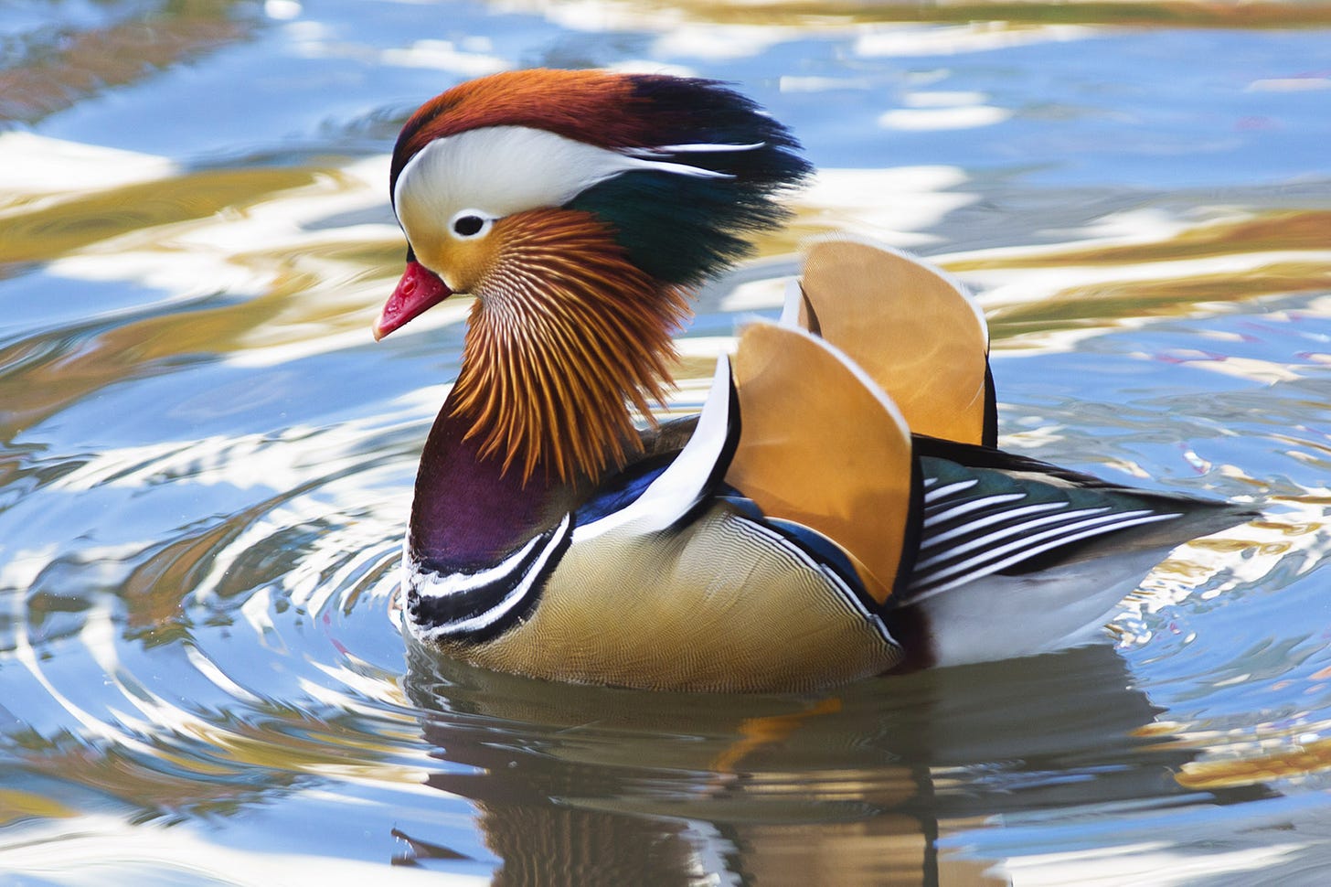 Image result for mandarin duck central park