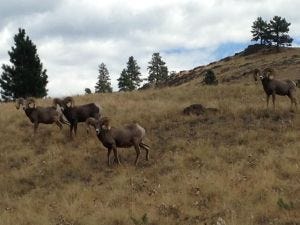 bighorn sheep