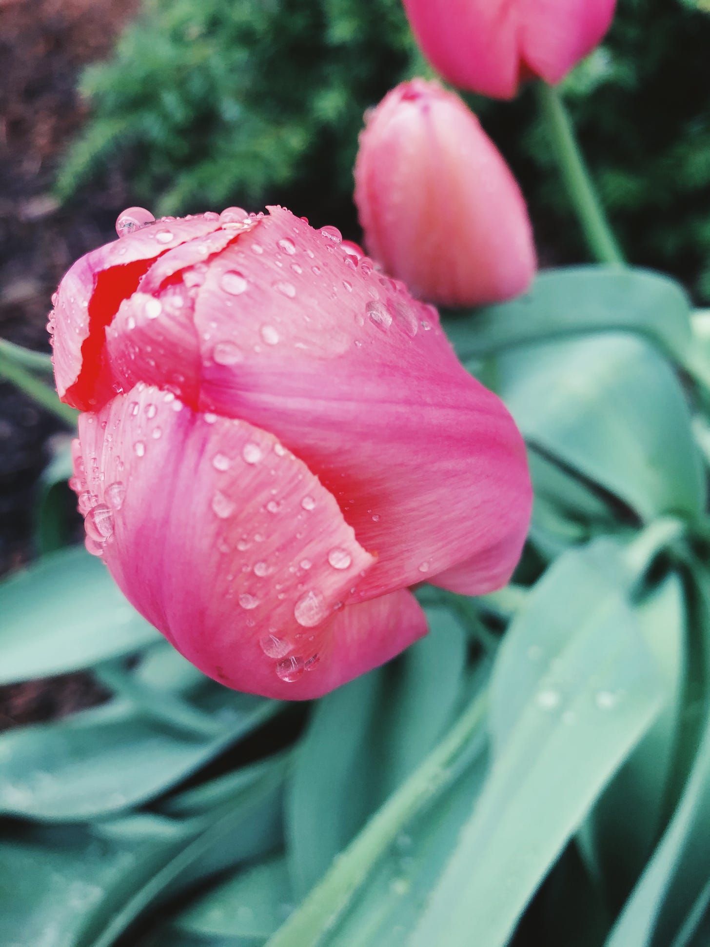 A fresh pink tulip, coated in rain drops, has not yet opened though soon it will.
