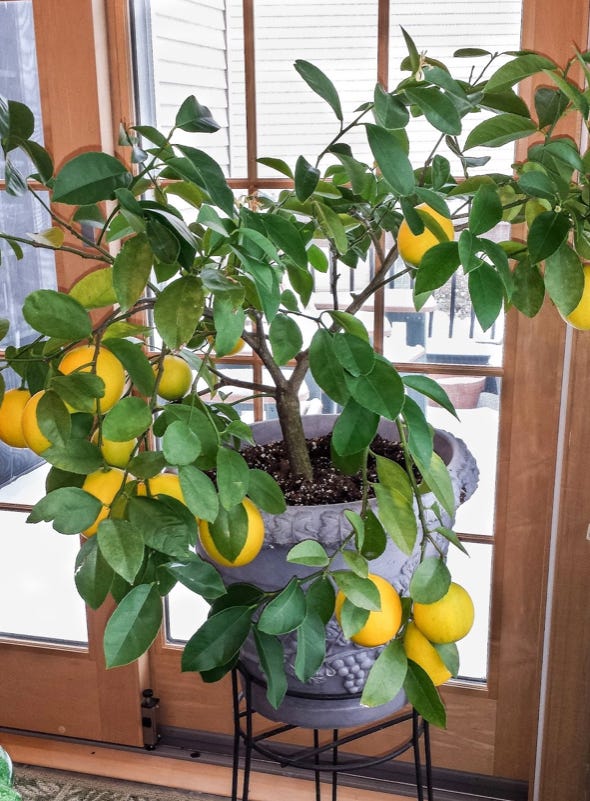 Indoor Meyer Lemon Tree