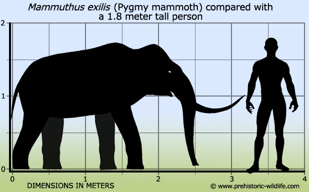 Mammuthus exilis (Pygmy mammoth)