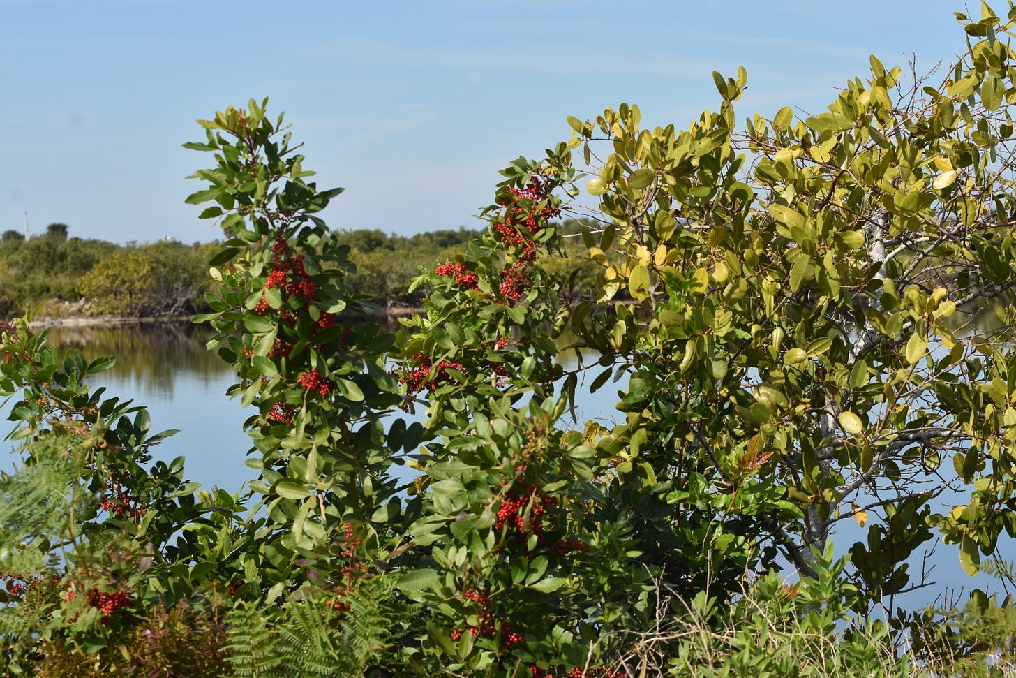 Brazilian Pepper encroaching on black mangroves