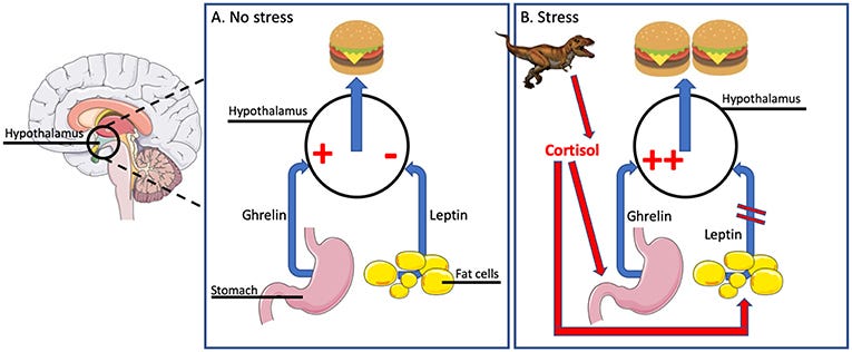 Figure 2 - How does cortisol increase appetite?