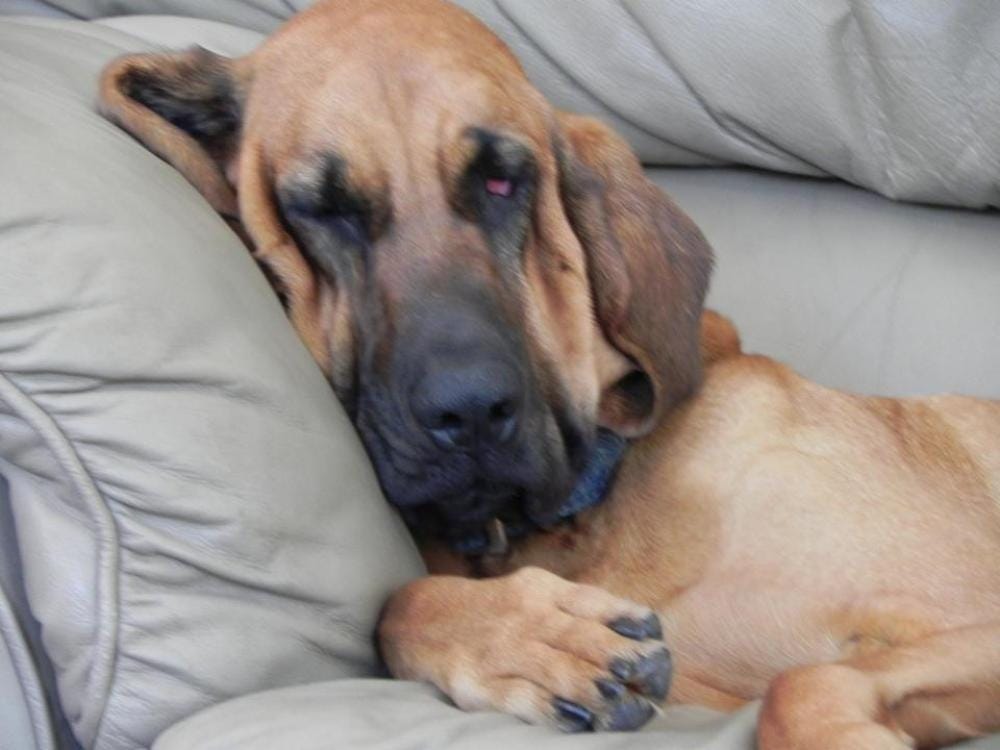 A brown, floppy eared hound dog asleep on a light gray couch. 