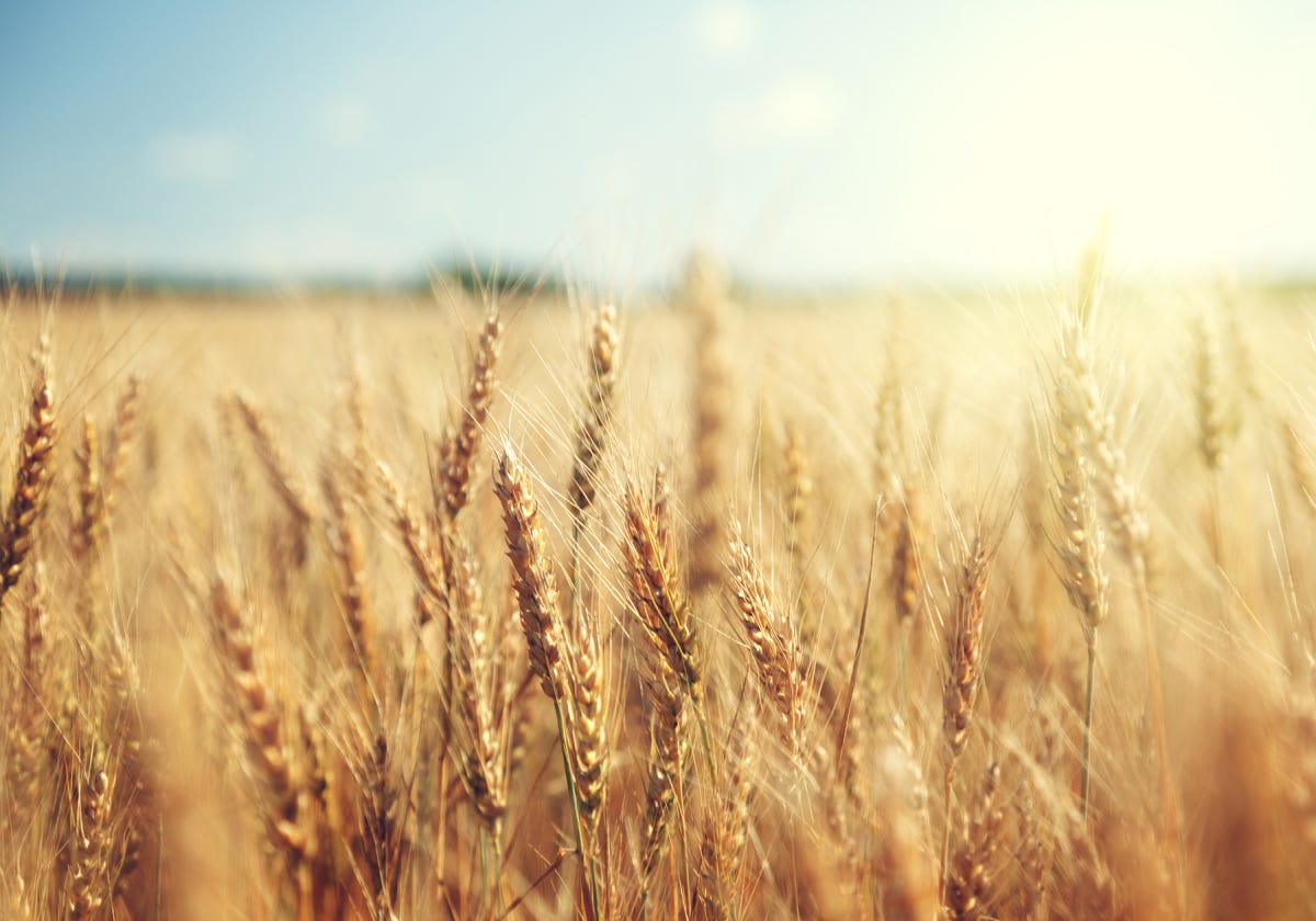 Image result for wheat in a field