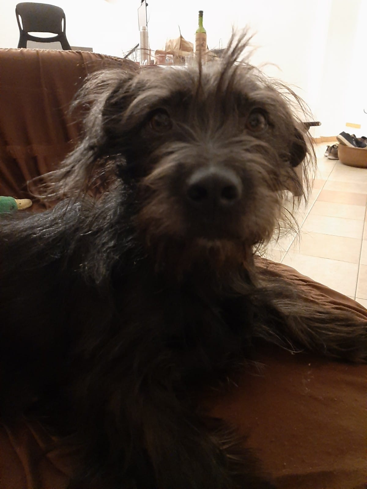 Winnie, my small dog with black, long hair, looks at the camera as she sits on our couch.