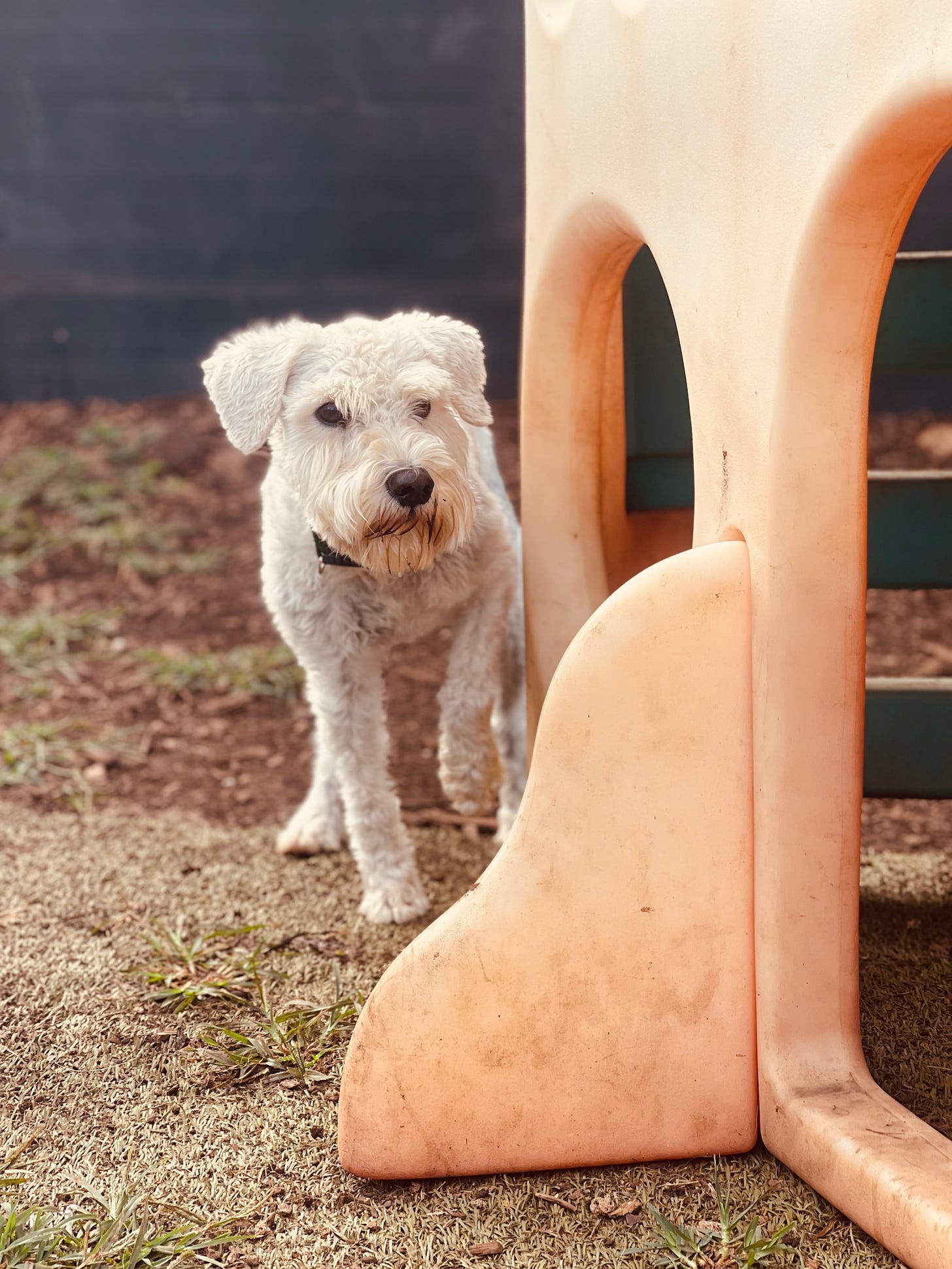 Finn, a white schnauzer, stands beside a plastic play structure. He raises one paw, as if he is about to take a step.