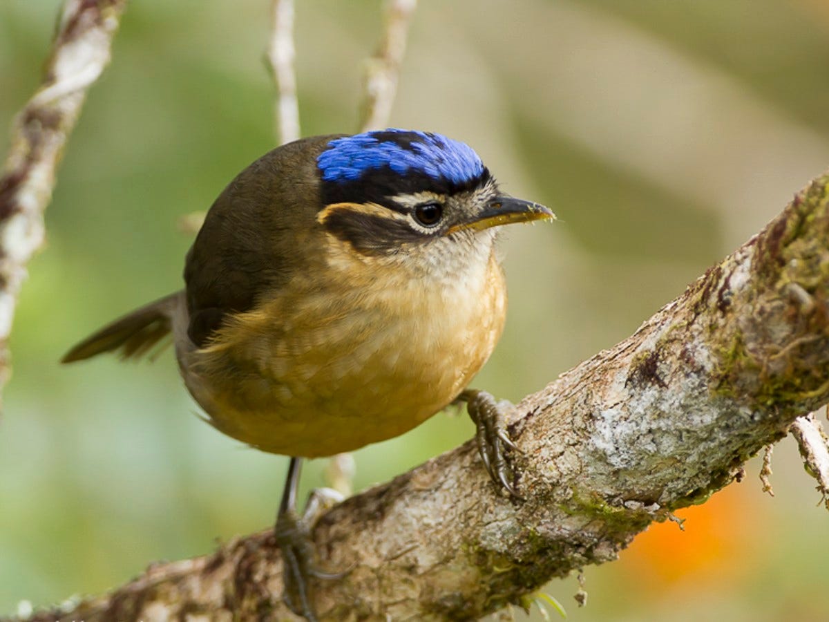 Blue-capped Ifrita - eBird