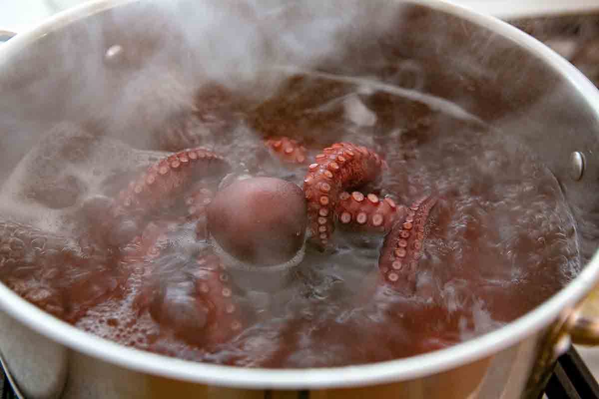 boiling octopus