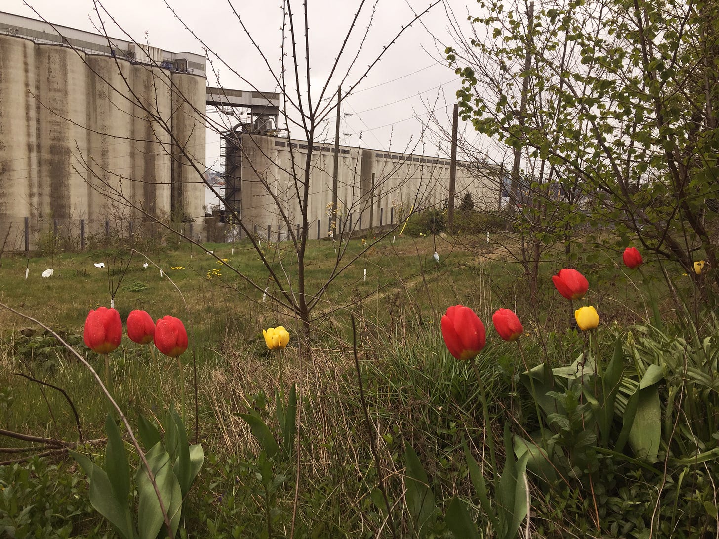 In the foreground, a scattering of yellow and red tulips grows amid long grass. An orchard of tiny trees sits between them and grain silos in the background. The sky is overcast.