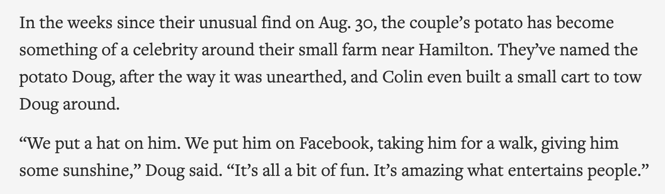 Screenshot from the AP that reads: “In the weeks since their unusual find on Aug. 30, the couple’s potato has become something of a celebrity around their small farm near Hamilton. They’ve named the potato Doug, after the way it was unearthed, and Colin even built a small cart to tow Doug around. Quote: “We put a hat on him. We put him on Facebook, taking him for a walk, giving him some sunshine,” Doug said. “It’s all a bit of fun. It’s amazing what entertains people.” end quote.