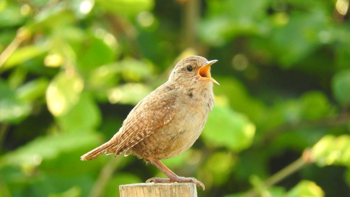 Listen! Birdsong is good for mental health | Max Planck Institute for Human  Development