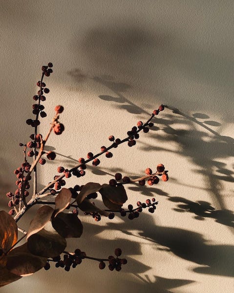 dried eucalyptus and red berries casting long shadows in the golden, early morning sunlight