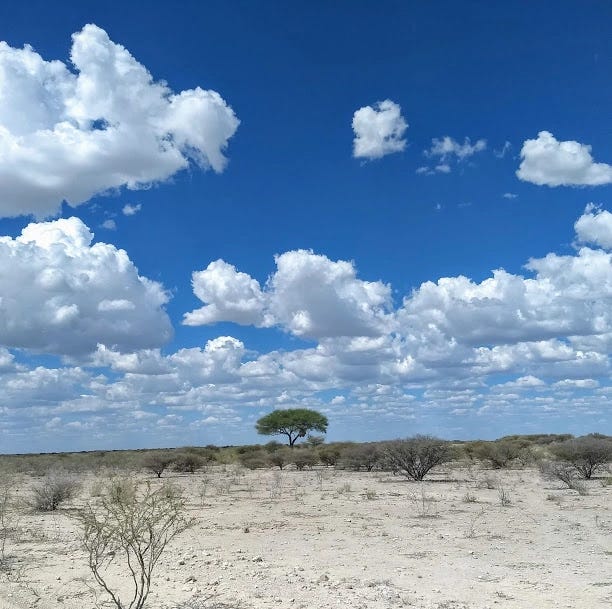 The desert in norther Namibia. In the distance, one umbrella-shaped tree adds green to the landscape. Above, the sky is an intense blue and filled with puffy white clouds.
