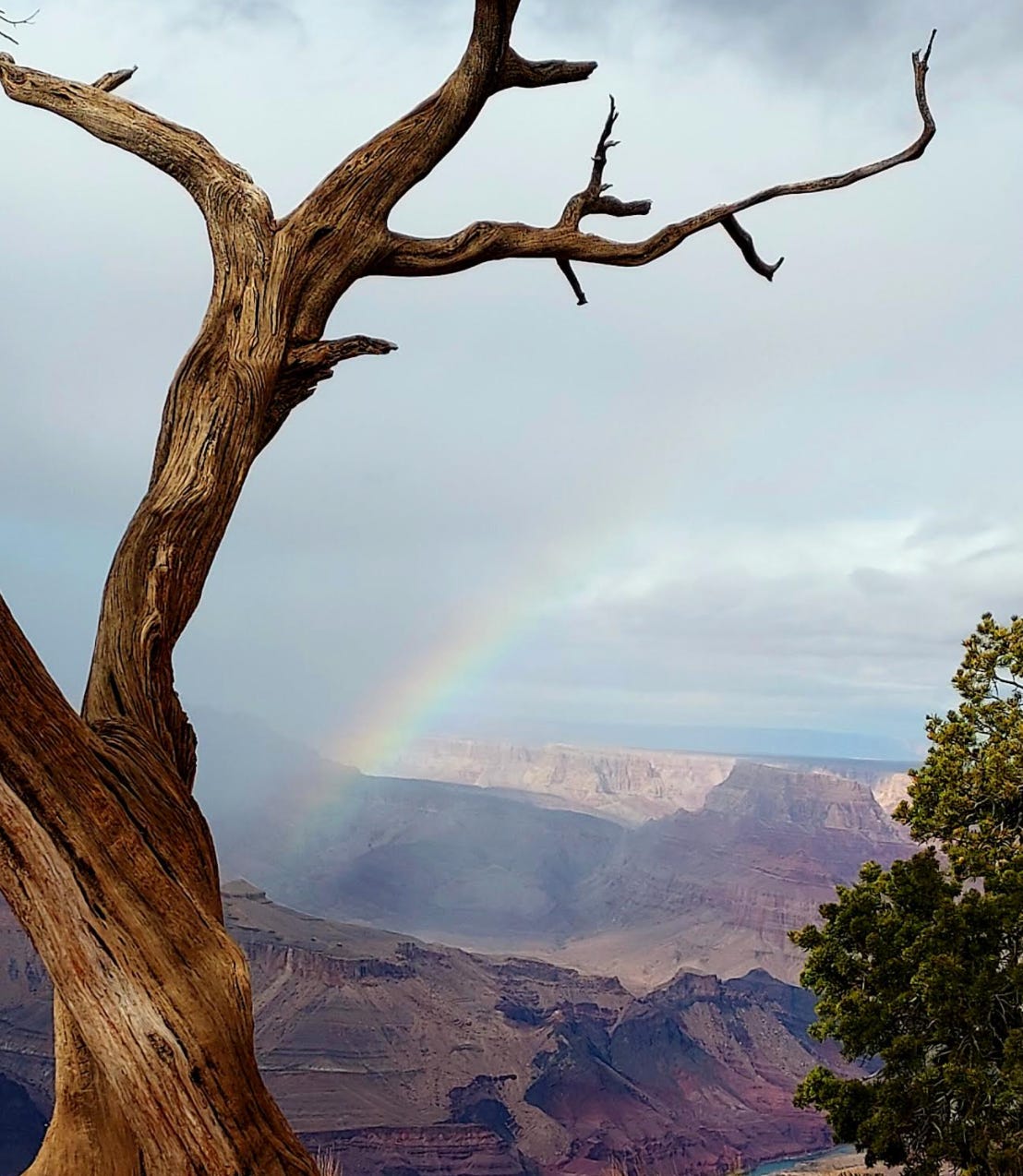 A gnarled tree, free of leaves, in the foreground in front of the Grand Canyon in winter. A rainbow in the background curves with the tree trunk down to the canyon floor below.