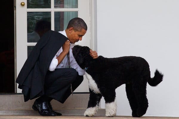 Bo greeting President Obama in 2012. “For more than a decade, Bo was a constant, gentle presence in our lives — happy to see us on our good days, our bad days, and everyday in between,” Mr. Obama wrote on Twitter.