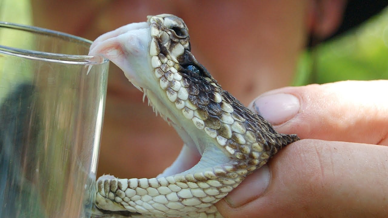 Florida's Venomous Snakes 09/10 - Rattlesnake Venom Extraction - YouTube