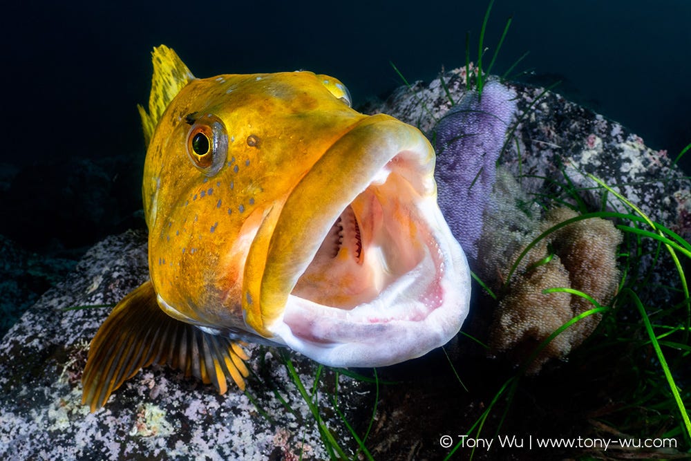 Fat greenling protecting eggs, Hexagrammos otakii