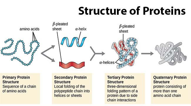 Protein Structure- Primary, Secondary, Tertiary and Quaternary | Microbe Notes