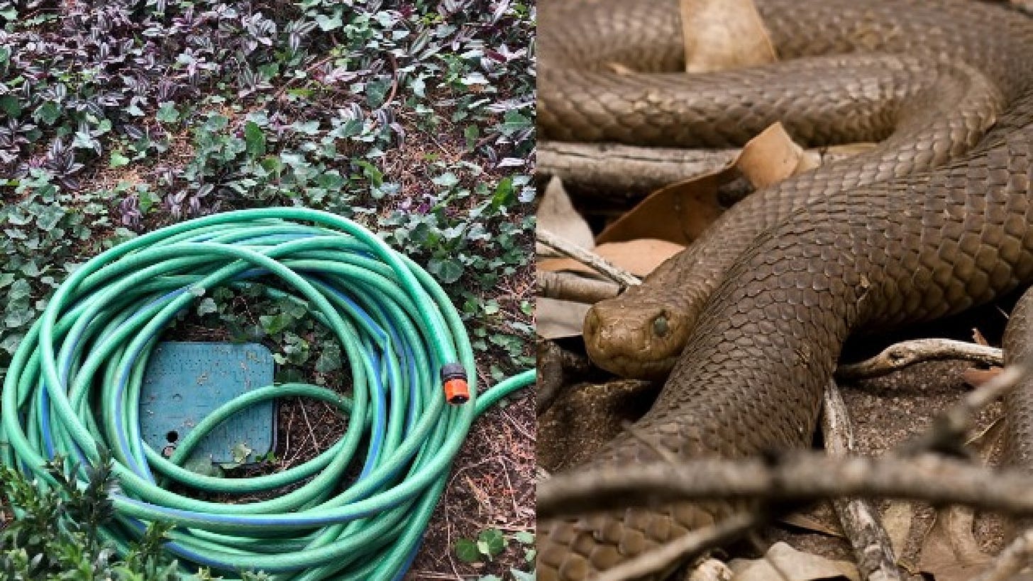 Extremely Venomous Snake Caught Trying to Mate with Garden Hose: 'He Must  Have Been Confused'