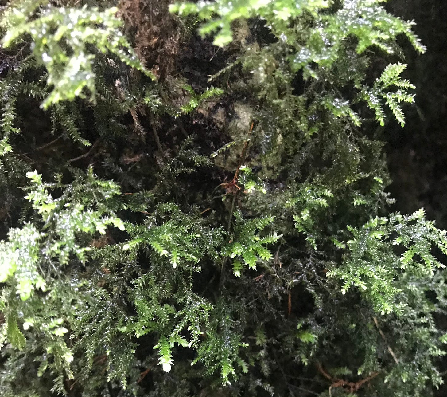 A colour photo of a frost covered forest fern, slowly thawing out