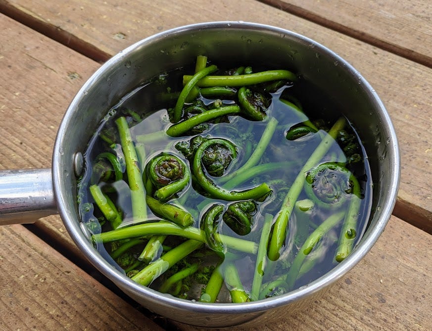 a small pot of water and cleaned fiddlehead ferns