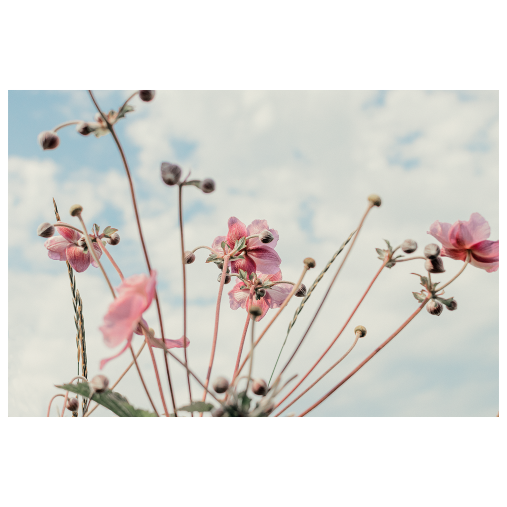 Pink wild flowers against the blue sky.png