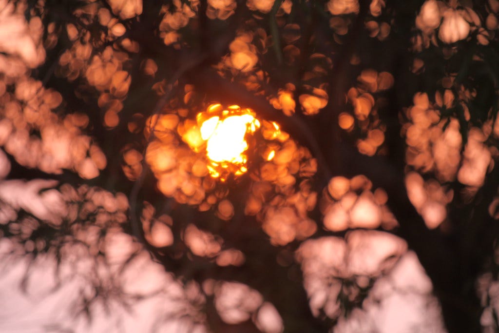 An out of focus view of the sun rising through tree branches.
