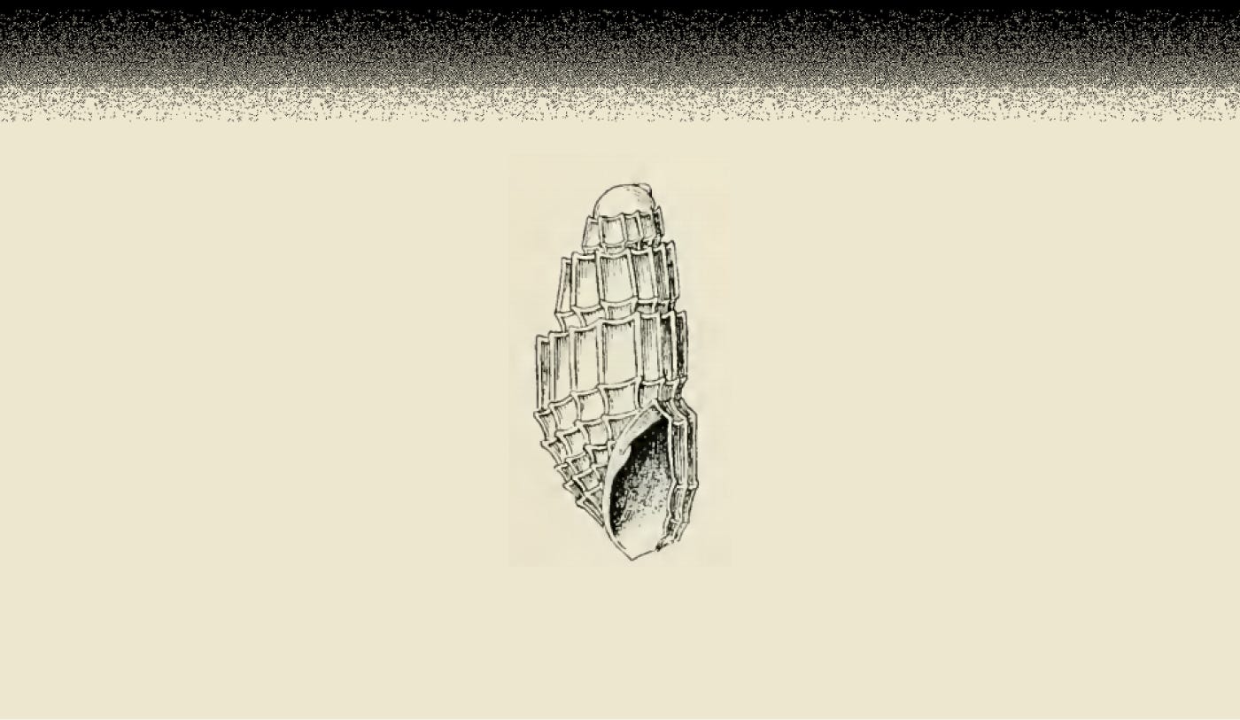 sketch of Ividella quinquecincta snail