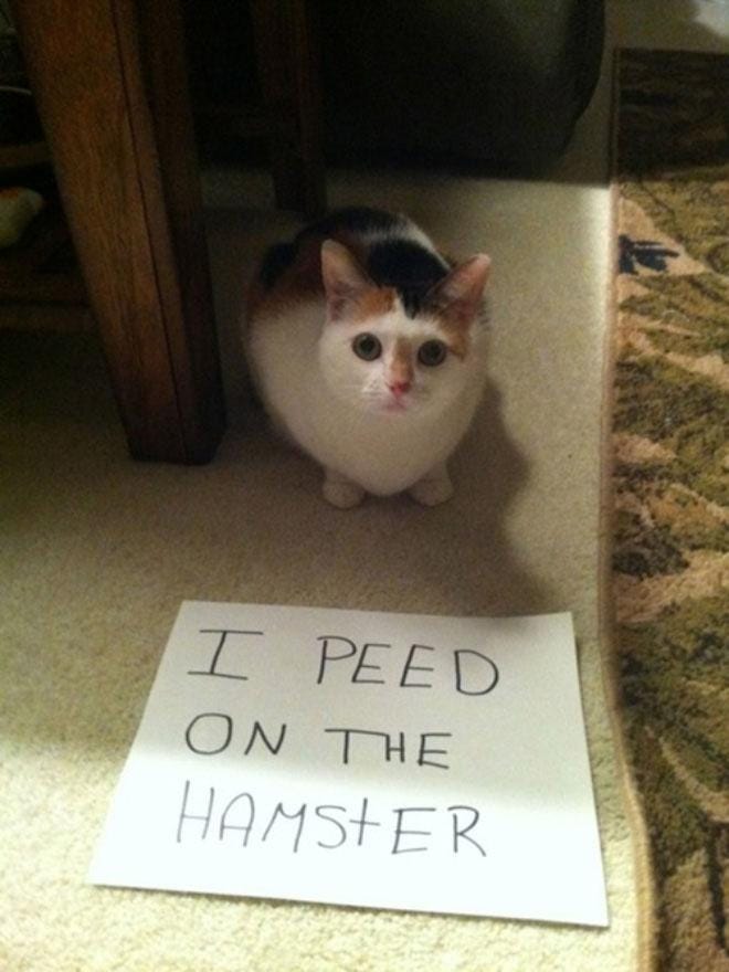 Exasperated pet owners shame their cats with hilarious 'confession' note  photos