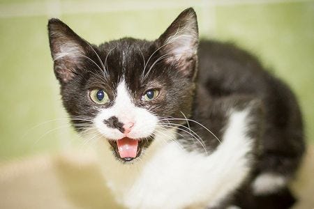 Tierheim München: Aufnahmestopp bei Katzen - Tierschutzverein München