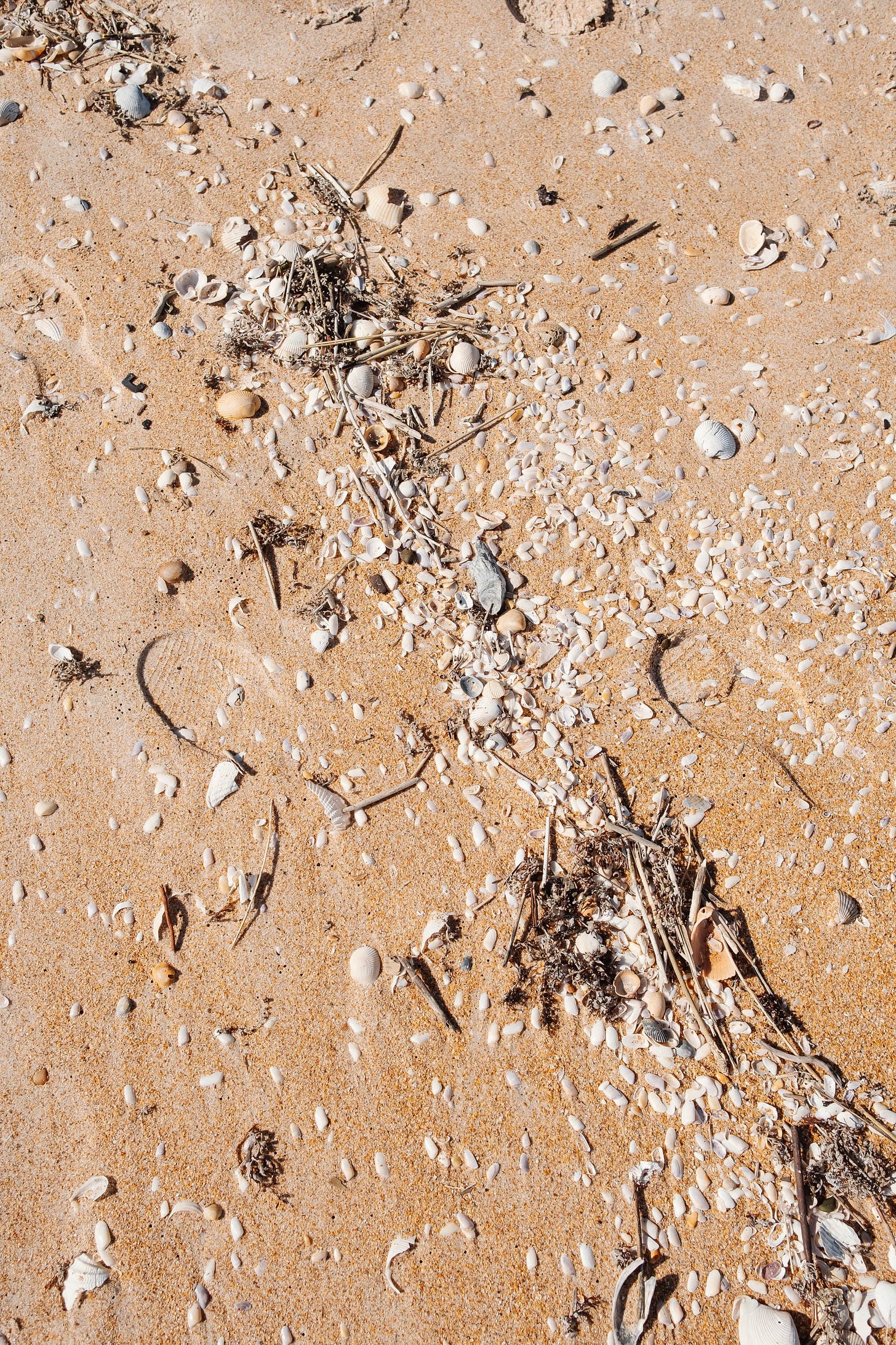 Textures of sand and shells and other washed-up bits and pieces on a beach. It is a sunny day.