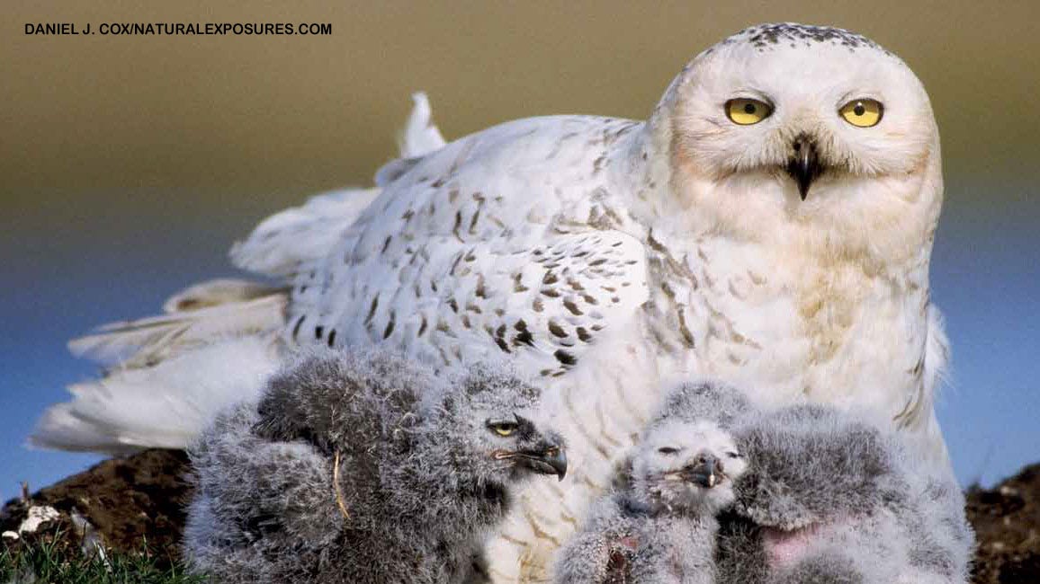 Snowy Owls - NWF | Ranger Rick