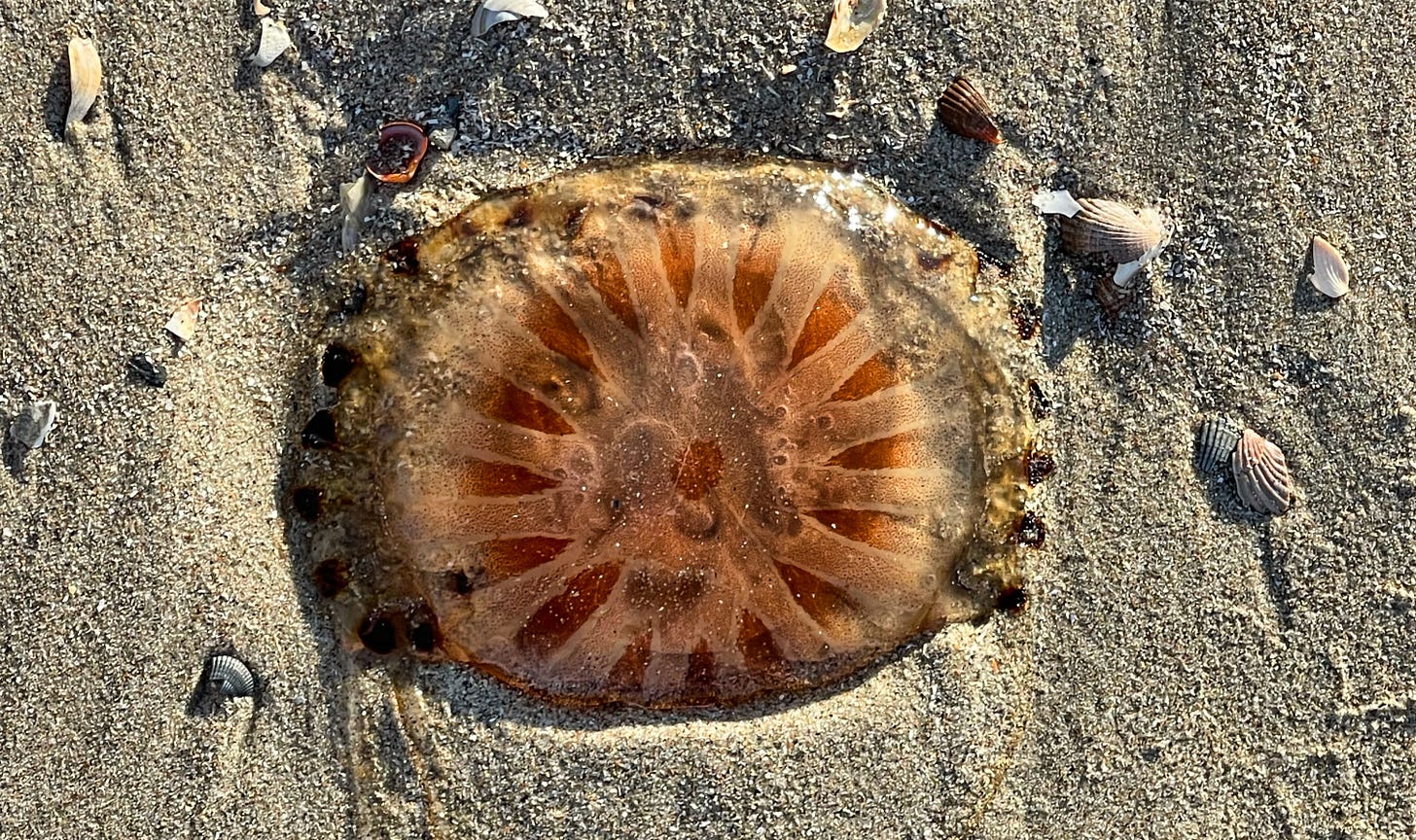 compass jellyfish. photo by Alexander Verbeek for the planet