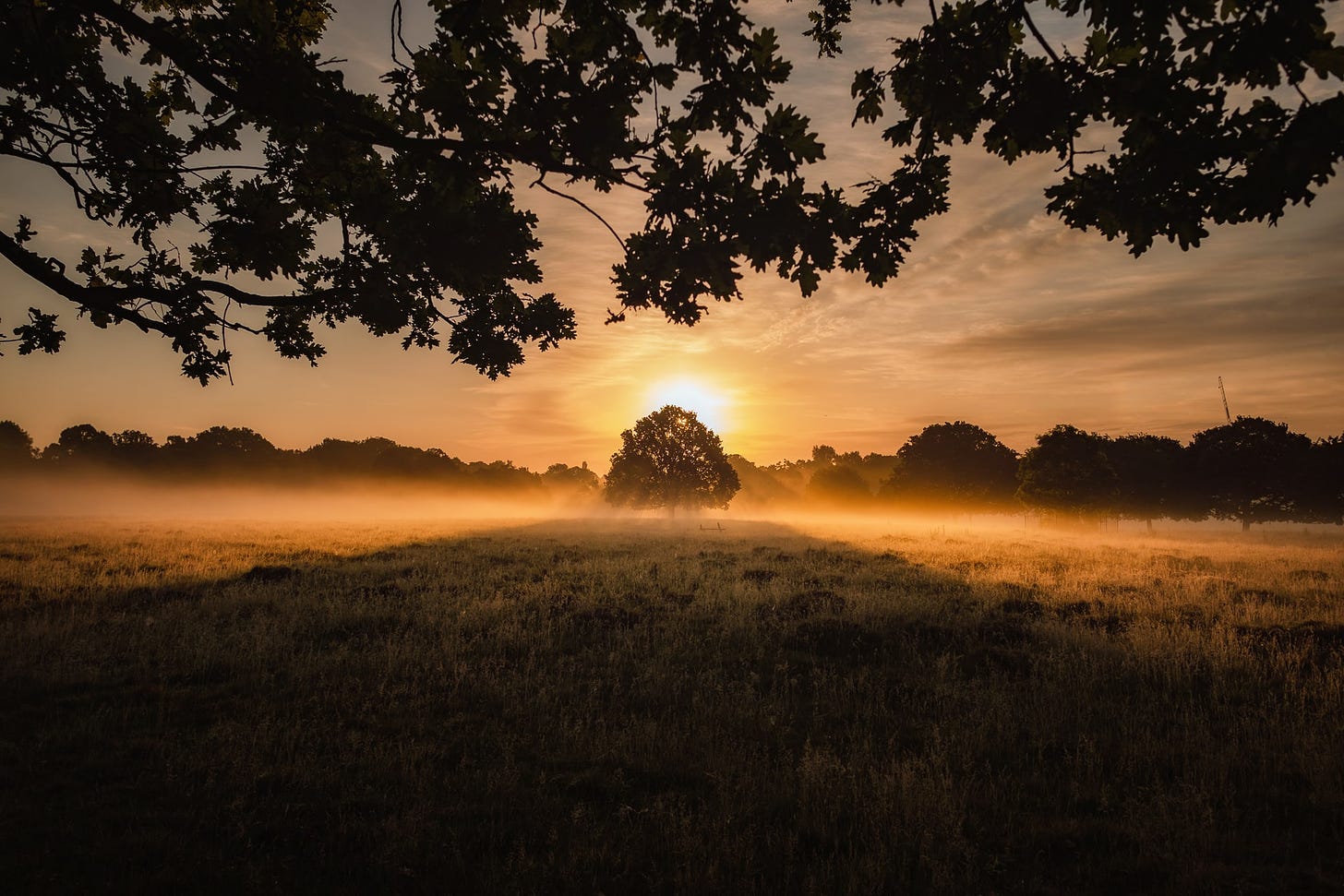 The sun rises behind a single tree in a countryside setting