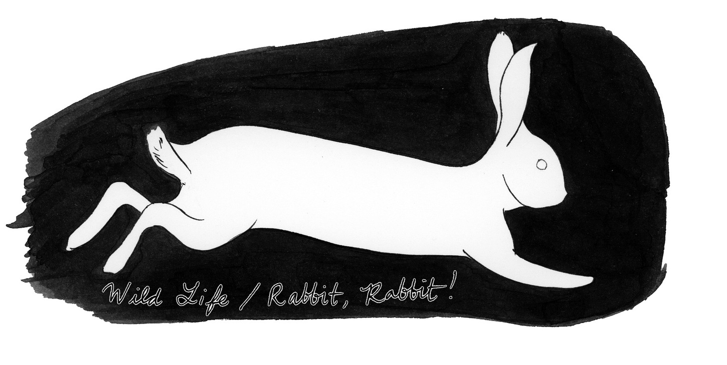 The White Rabbit - EB Art Collection