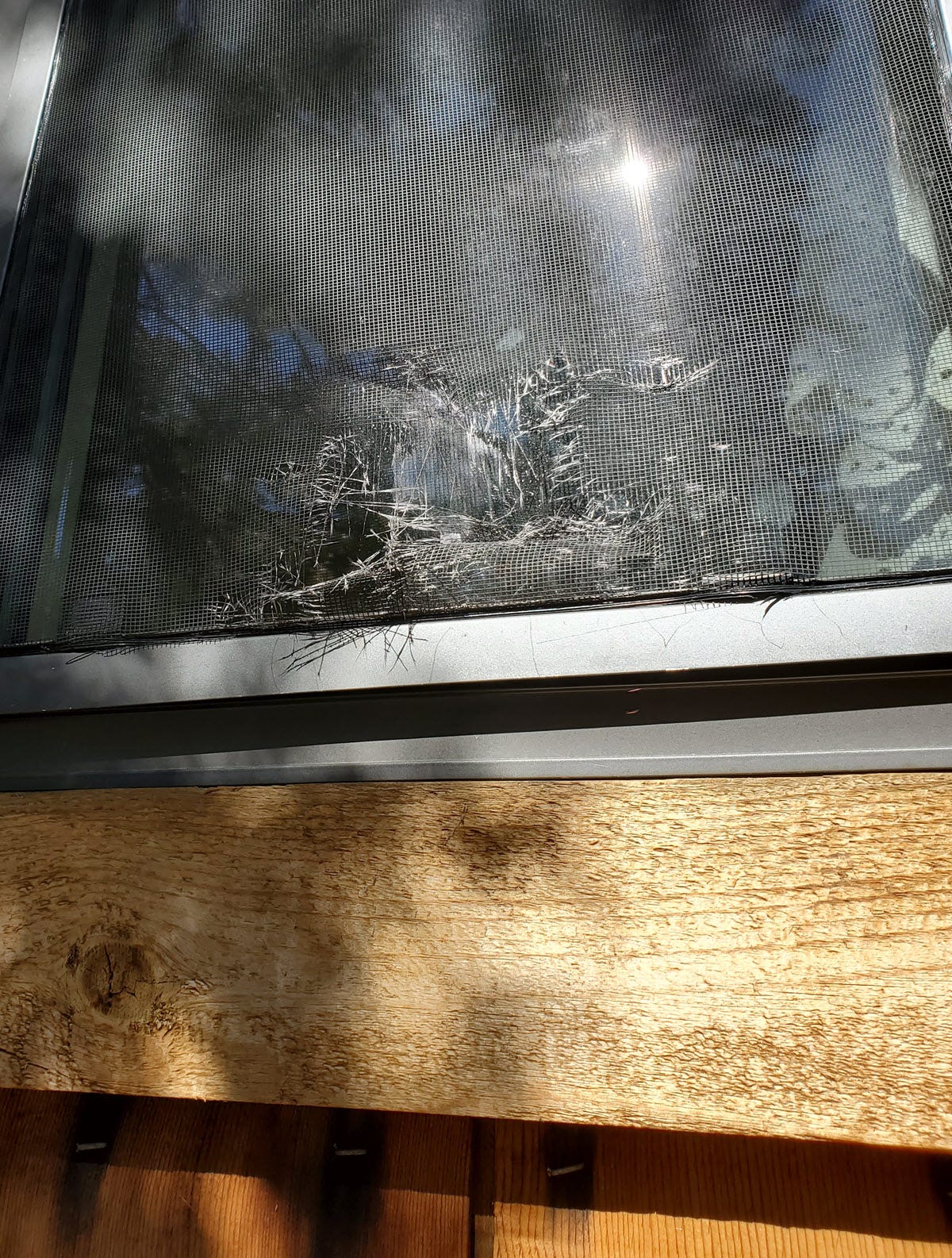 Image: a window screen with a large tear caused by bear claws