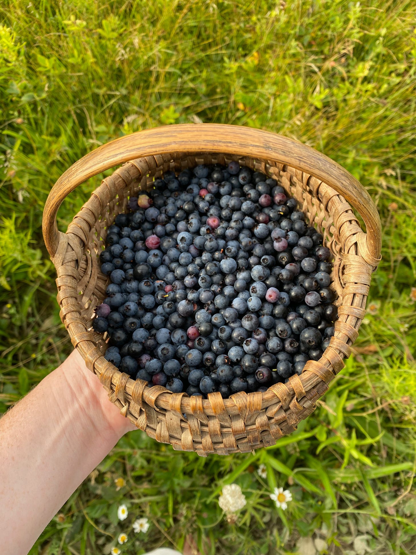 My hand holding a woven basket full of blueberries in a grassy field.