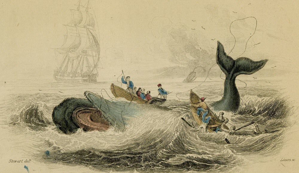 Mocha Dick: The Whale That Inspired Moby Dick | Amusing Planet