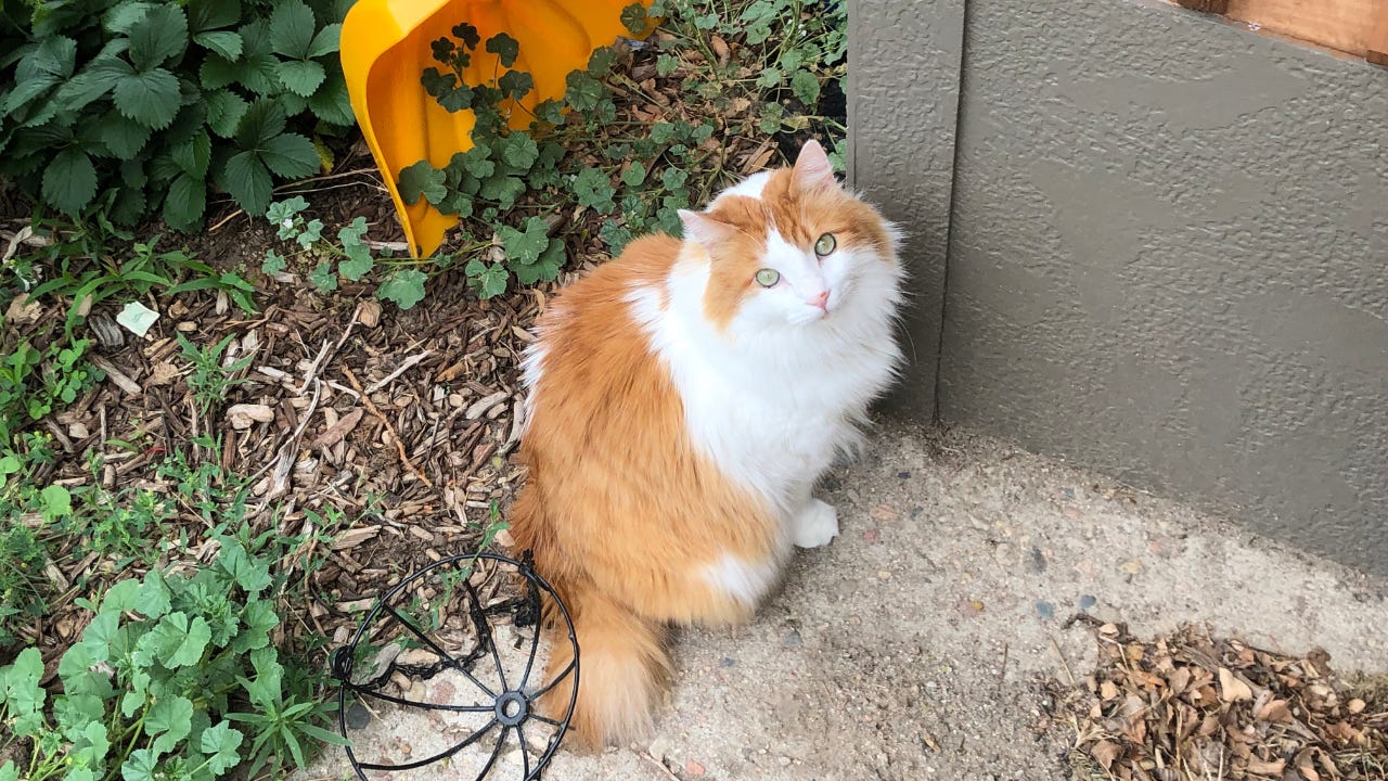 A beautiful fluffy orange and white cat sitting outside